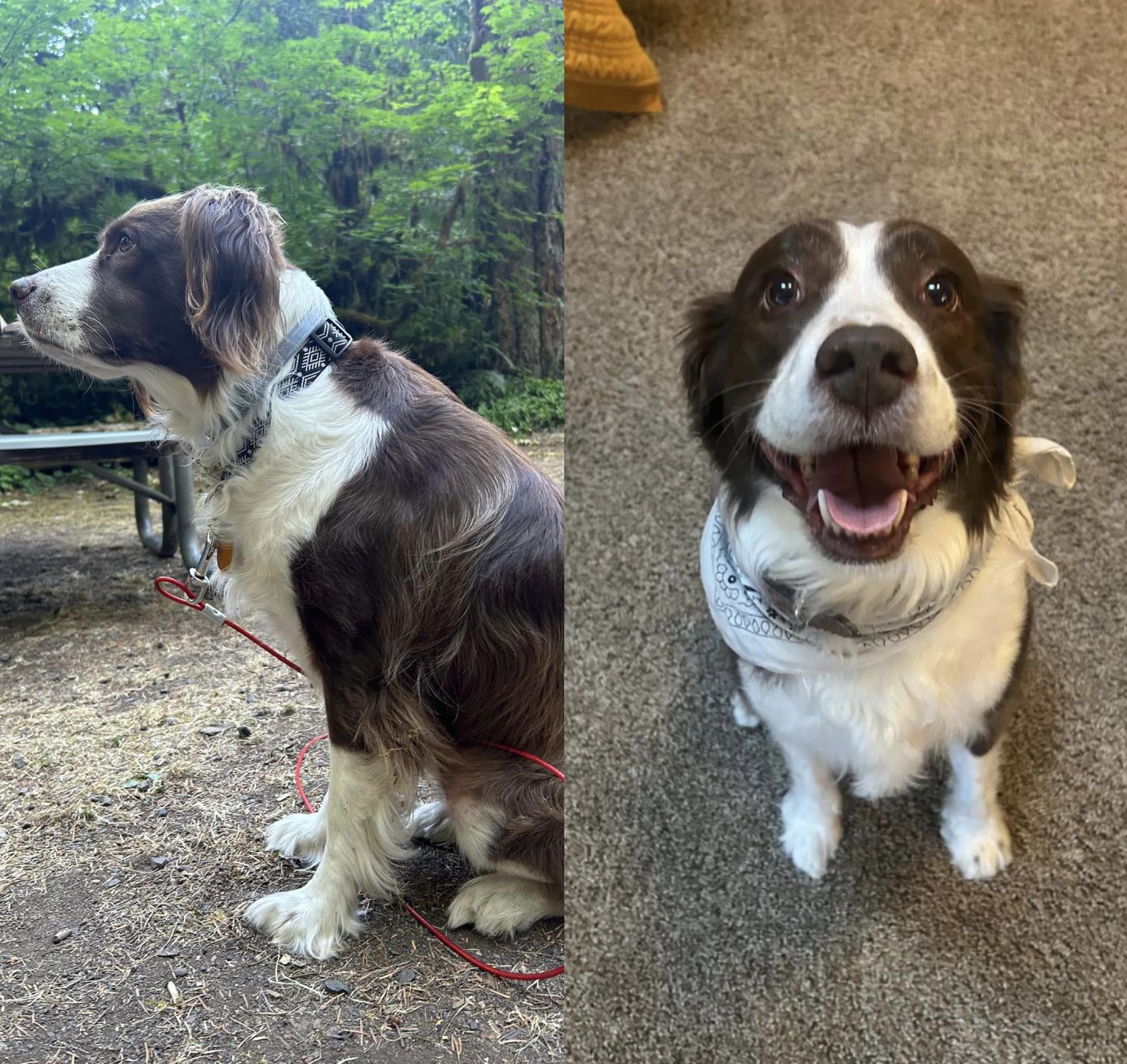 Before and after grooming client photo from The Dogfather website