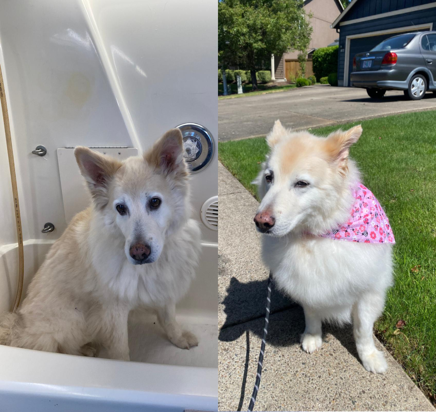 Neela grooming result photo from The Dogfather website