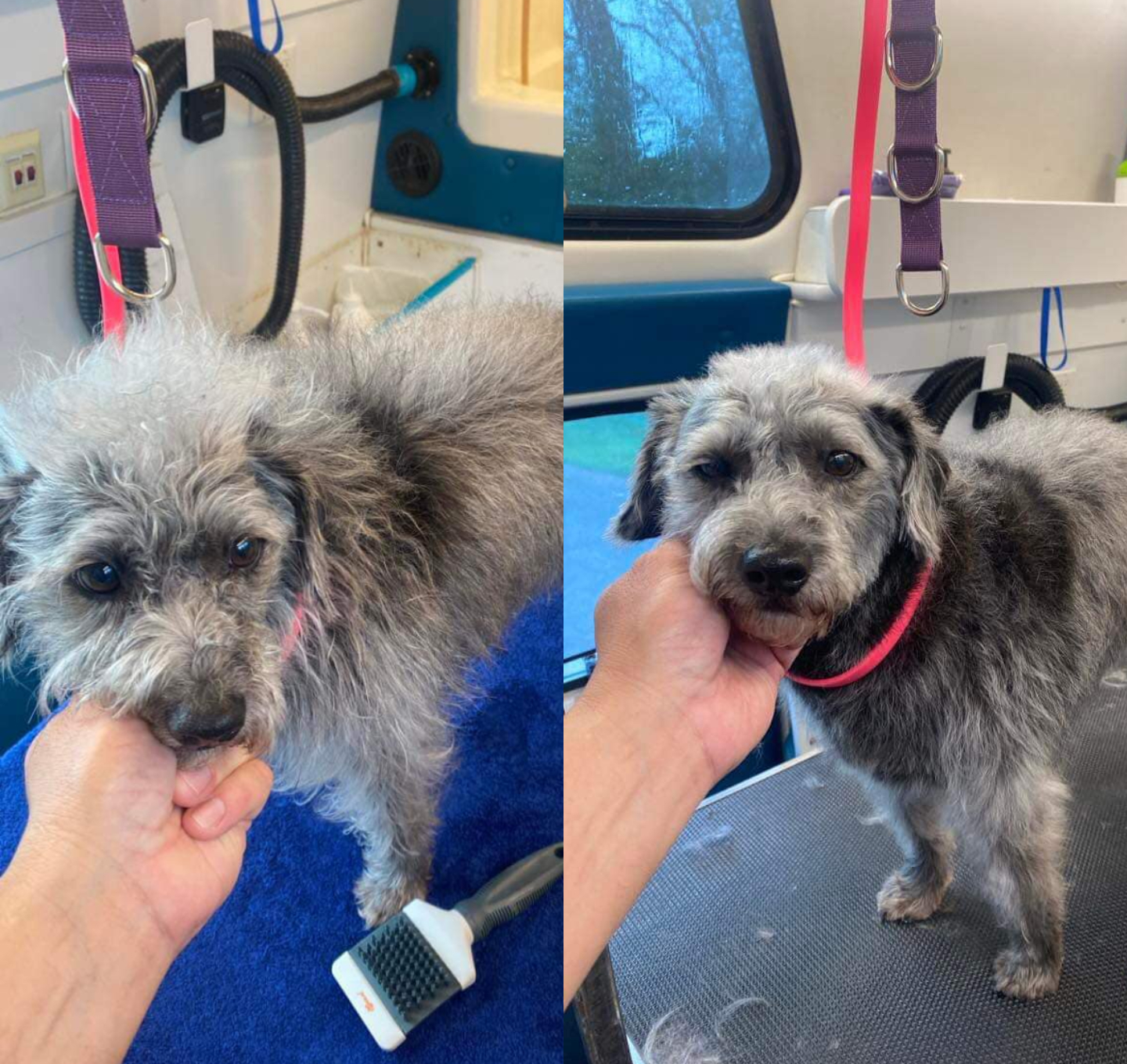 Jasper grooming result photo from The Dogfather website