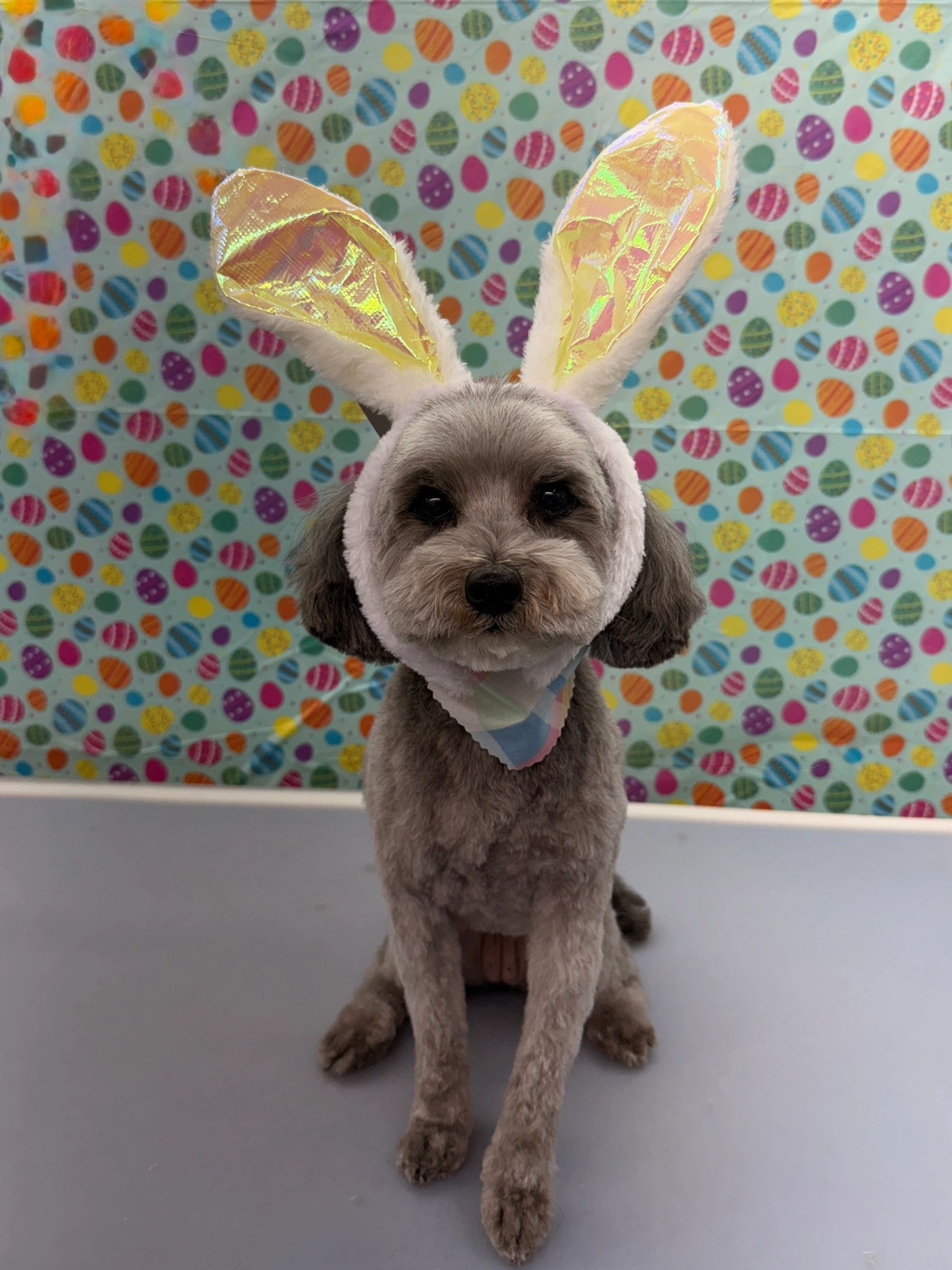 Dog after grooming by The Doggy Detour