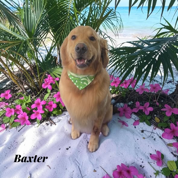 Dog after grooming by The Fast and the Furriest Mobile Pet Grooming