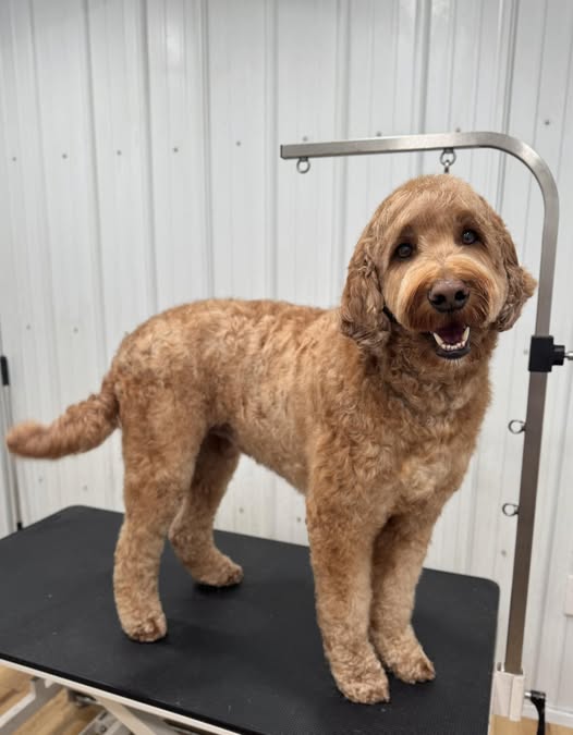 Freshly groomed dog shared by The Good Dog