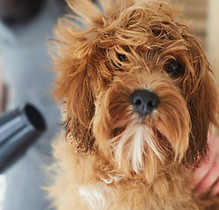 Dog being dried during grooming