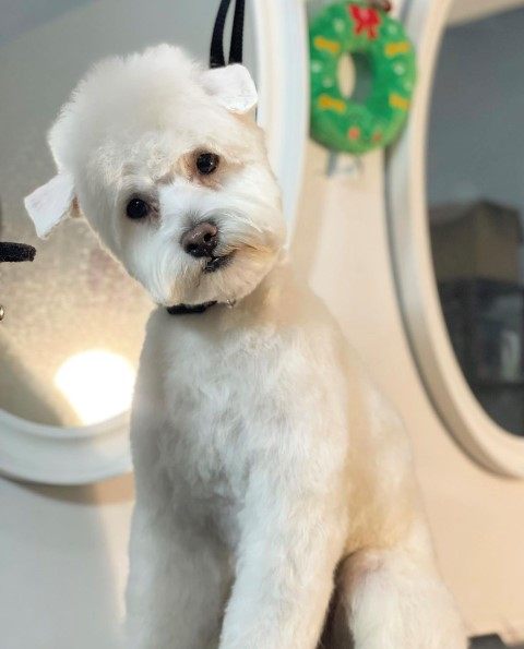 The Groovy Mobile Groomer