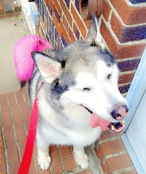 Another finished groom from The Groovy Mobile Groomer