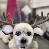 The Laundro'MUTT grooming photo