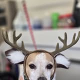 Additional The Laundro'MUTT grooming photo