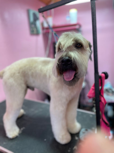 Dog photographed for The Little Spaw