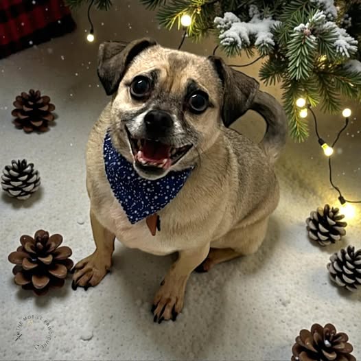 Winter grooming post from The Mobile Pawdicure