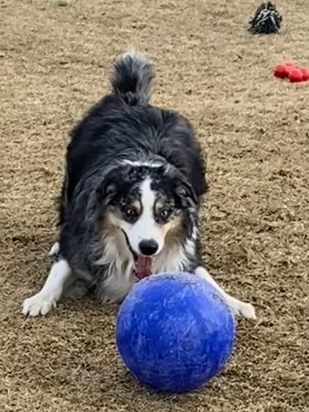 Dog after grooming by The Mobile Pet Barber