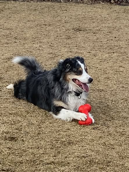 Groomed pet photo from The Mobile Pet Barber
