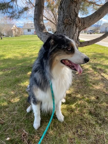 Another groomed dog by The Mobile Pet Barber