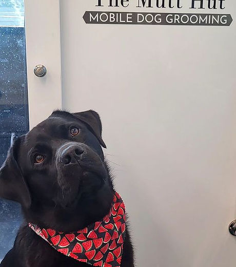 The Mutt Hut Dog Grooming Salon & Mobile