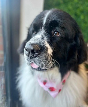 Groomed dog from The Mutt Hut