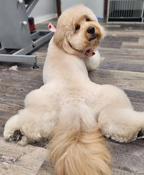 Freshly groomed dog at The Mutt Hut