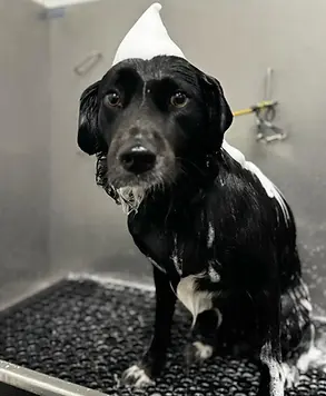 Another groomed dog featured by The Mutt Hut