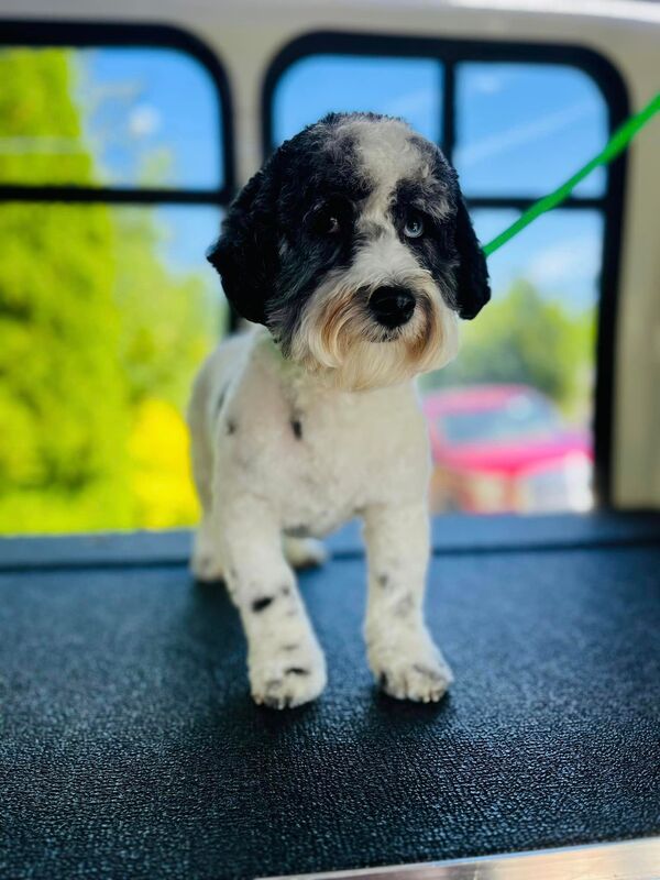 Freshly groomed dog by The Oly Grooming Co.