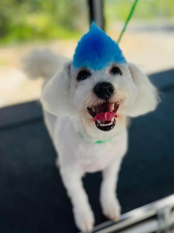 Styled dog after grooming