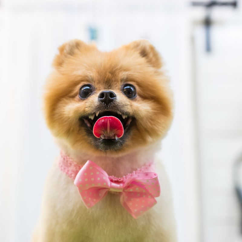 Groomed dog from The Pampered Pet Philly