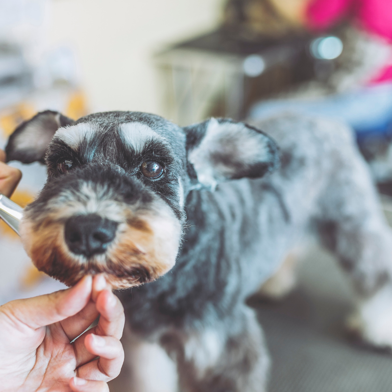 Freshly groomed pet from The Pampered Pet Philly