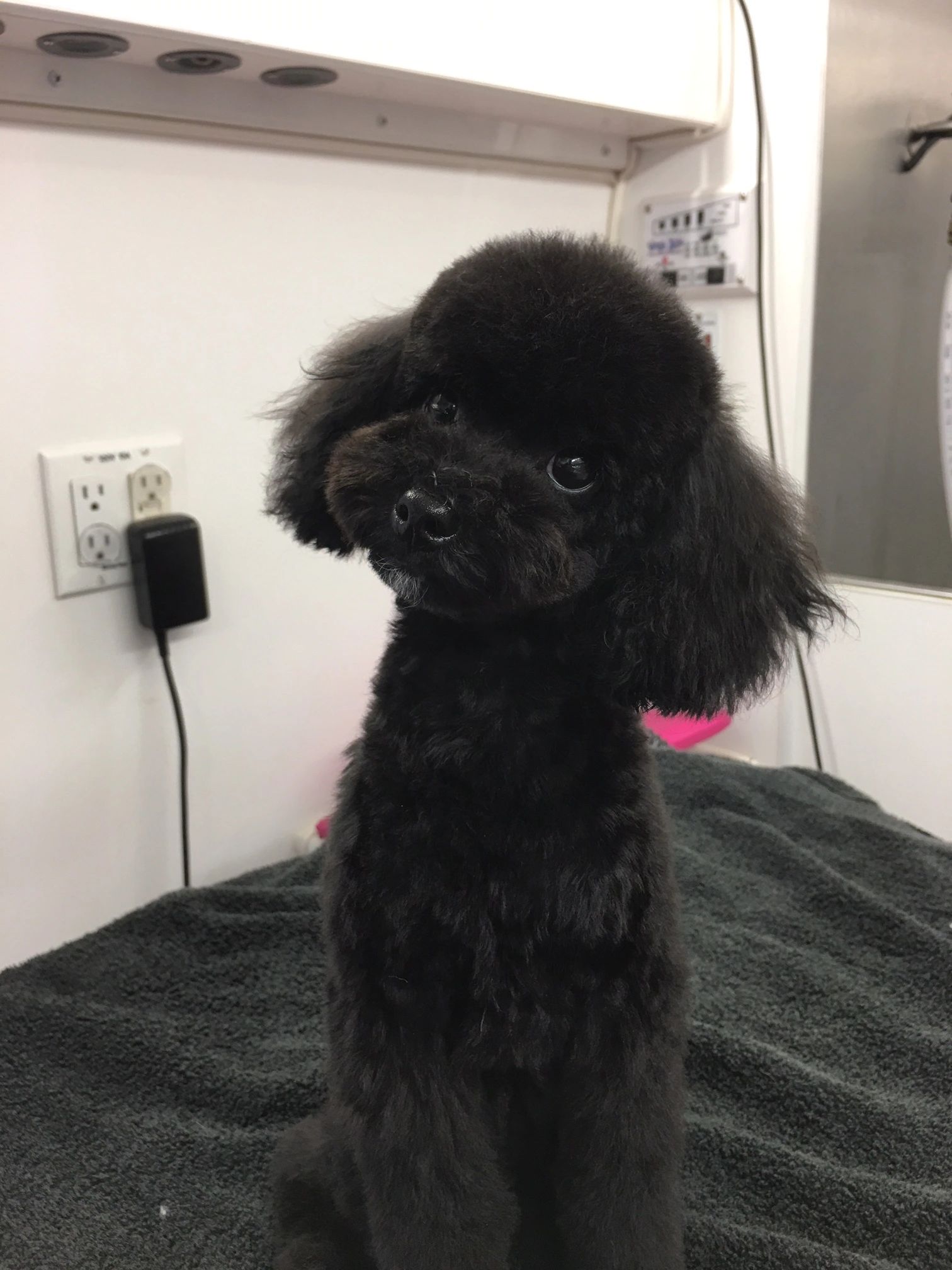 Pet grooming image from The Paw Spa Mobile