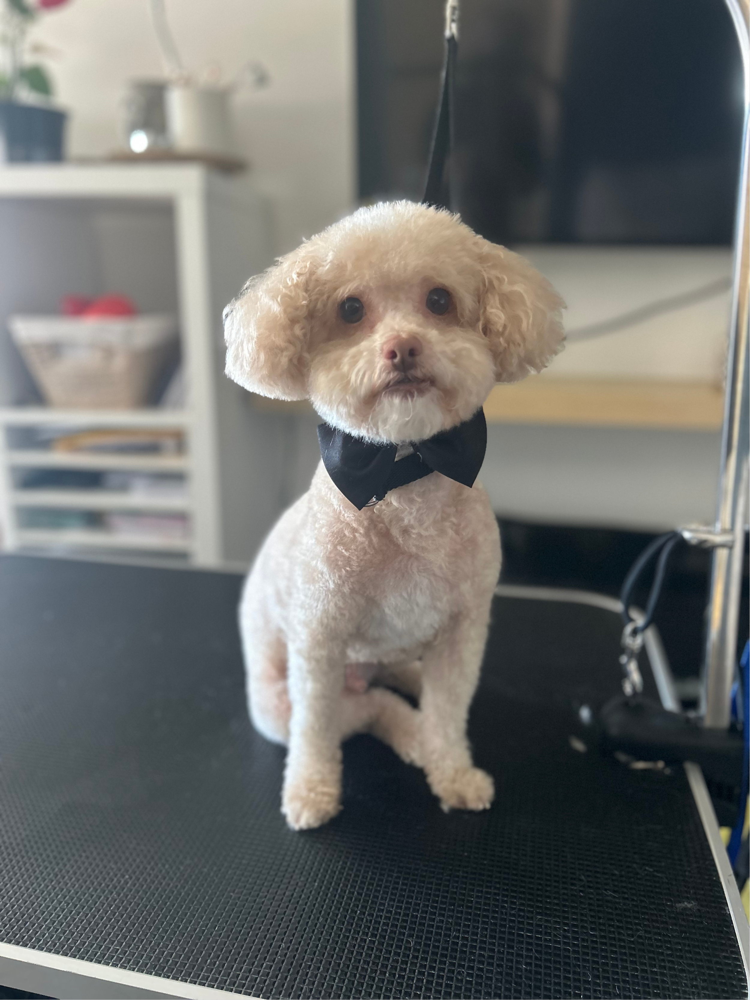 Groomed dog photographed for The Pawfection Palace