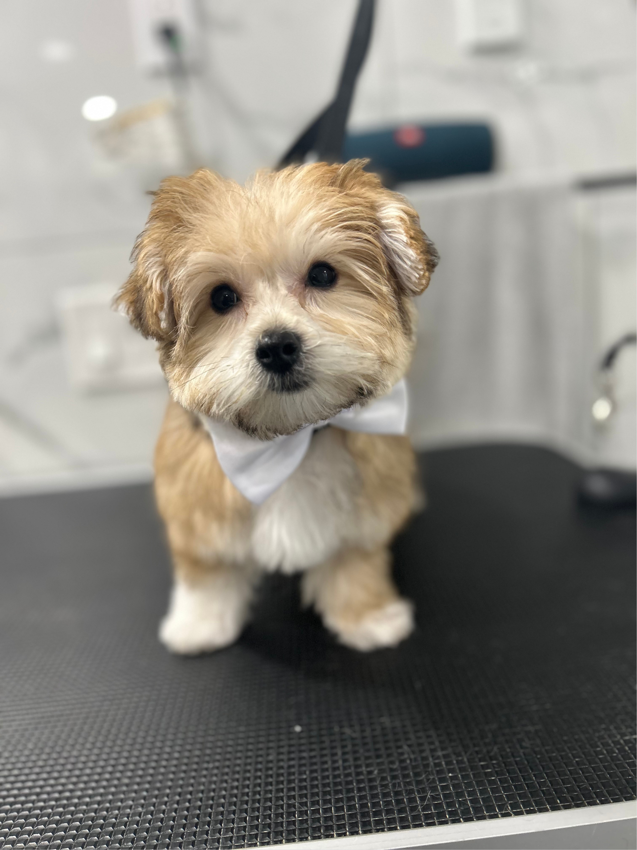 Another groomed dog from The Pawfection Palace portfolio