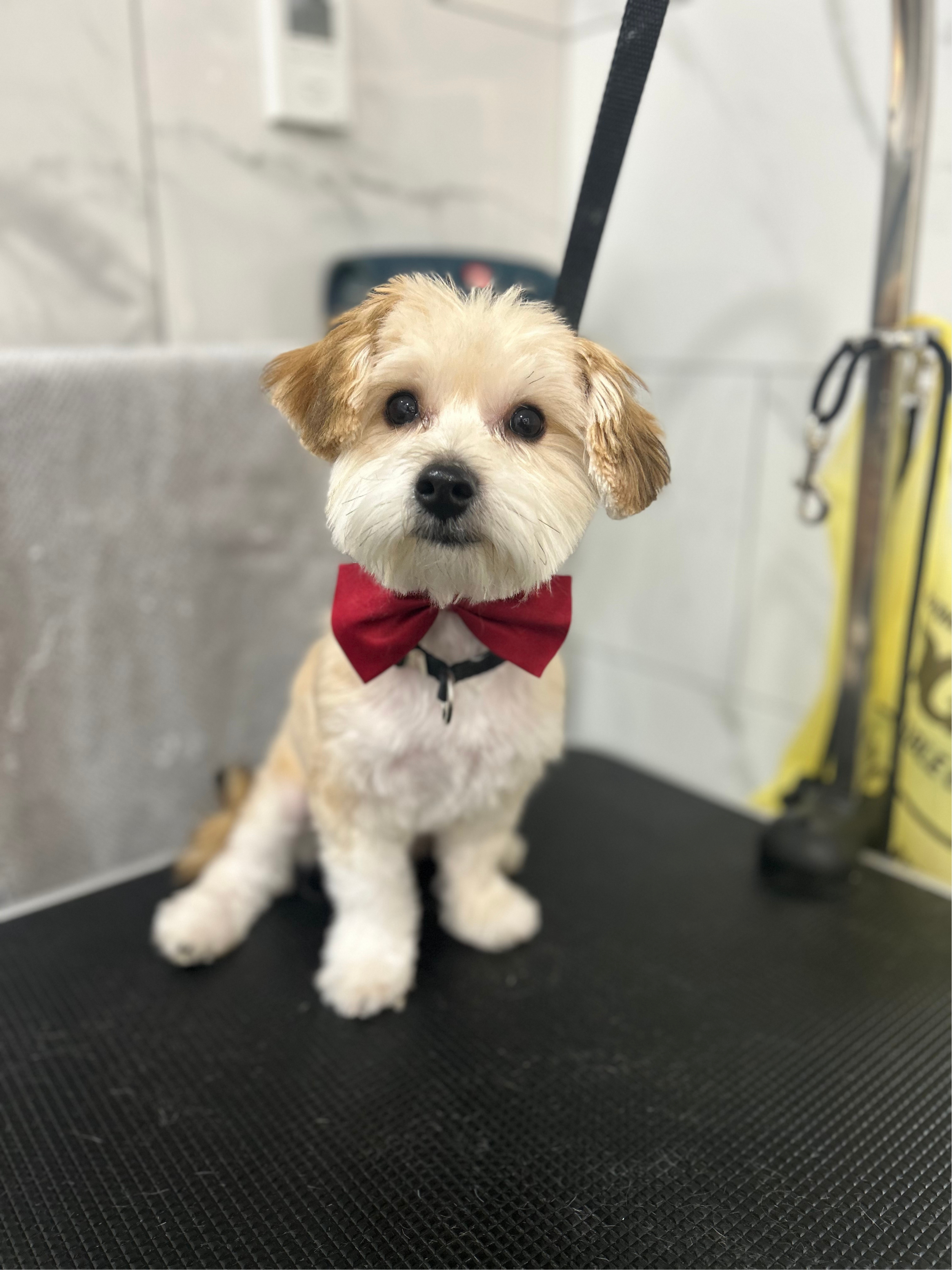 Styled dog from The Pawfection Palace gallery