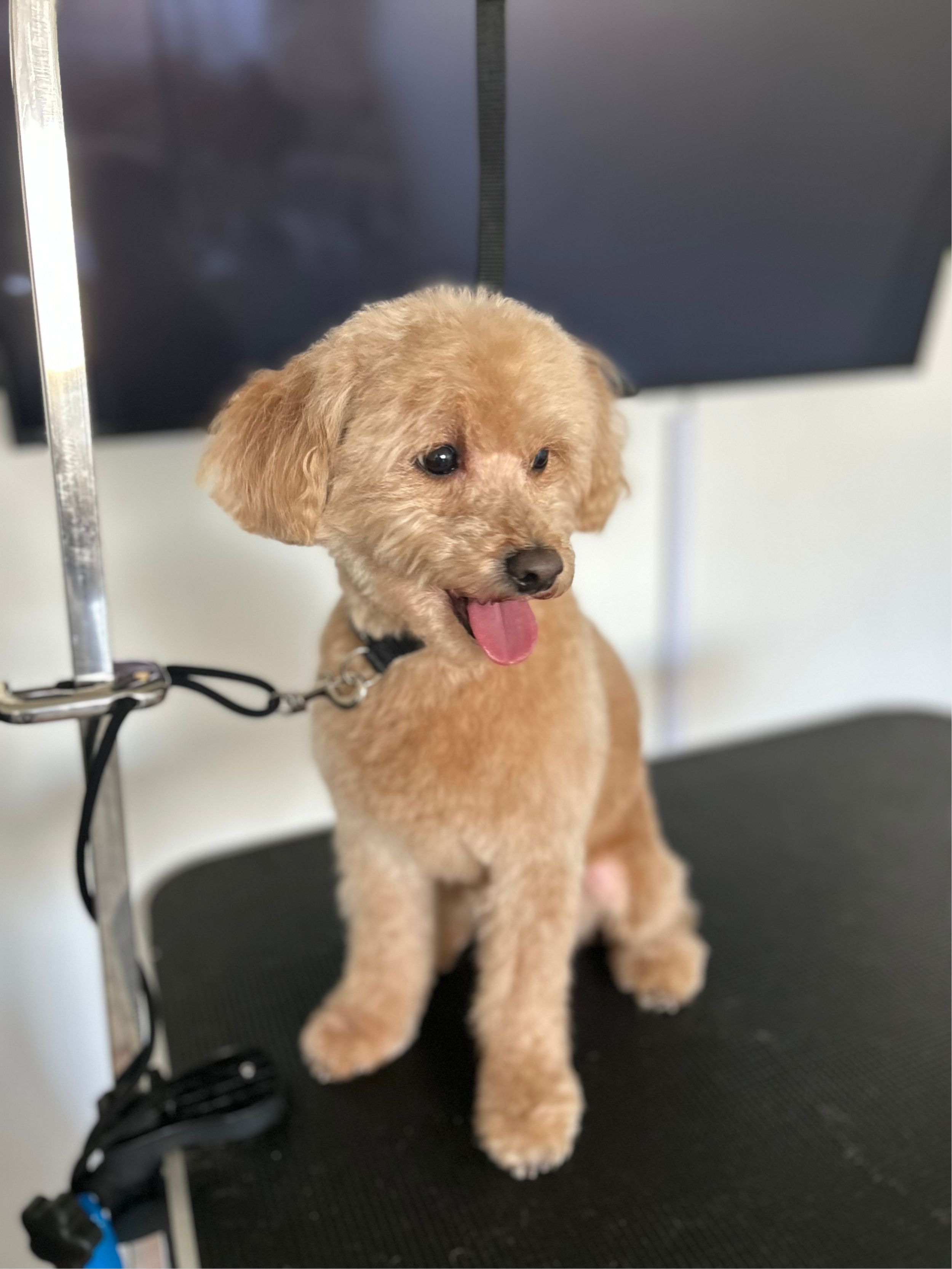 Freshly groomed dog shown by The Pawfection Palace