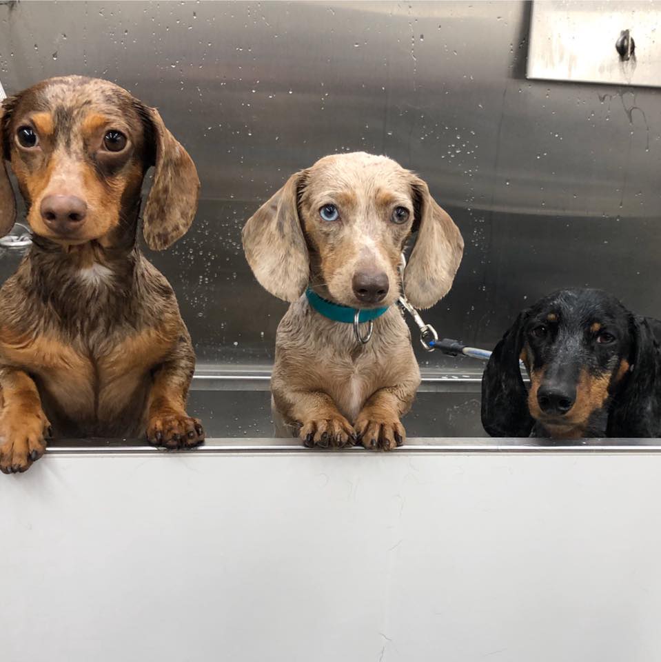 The Pet Tailor Salon and Mobile Dog Grooming