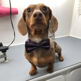 Dog grooming photo from The Pet Tailor social gallery