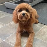 Additional pet grooming image from The Pet Tailor