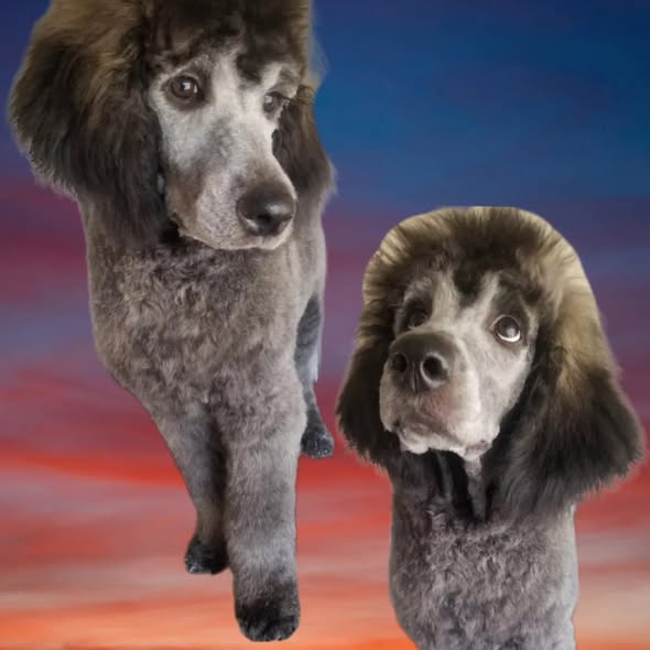 Freshly groomed dog by The Scooby Shack