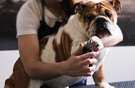 Nail clipping and teeth cleaning image