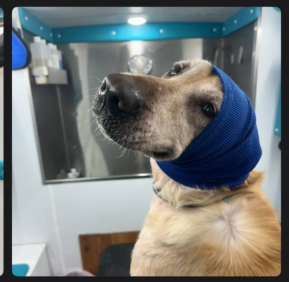 Dog grooming photo from The Waggin' Wagon