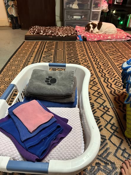 Groomed dog photo from The Waggin' Wagon