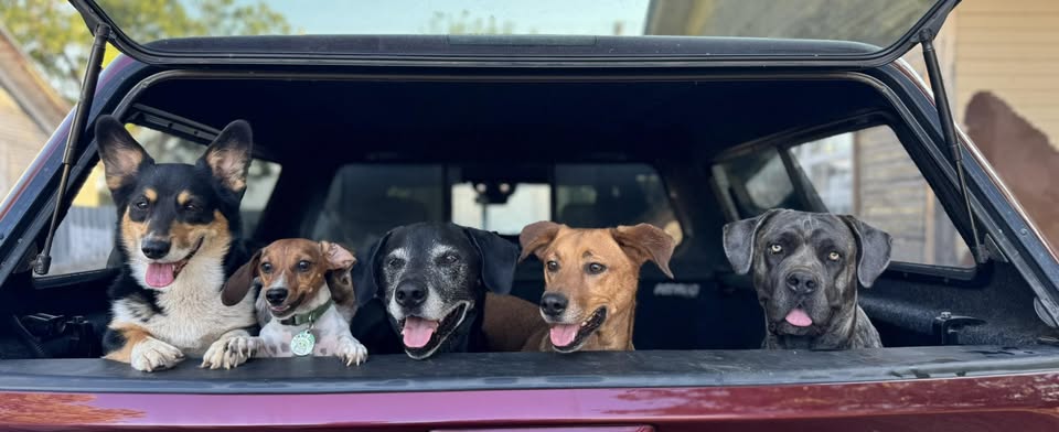 The Wizard Of Pawz Mobile Pet Grooming business image