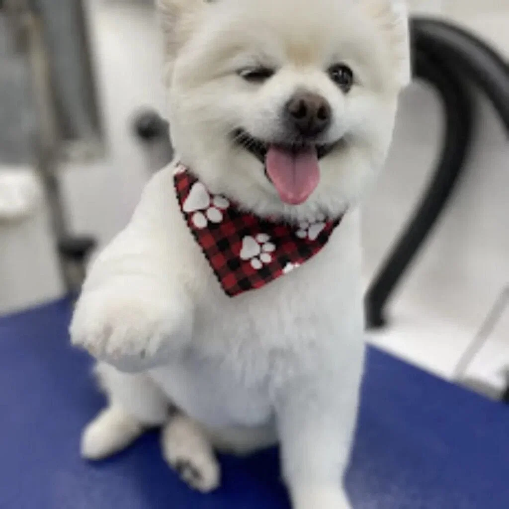 Styled dog after mobile grooming