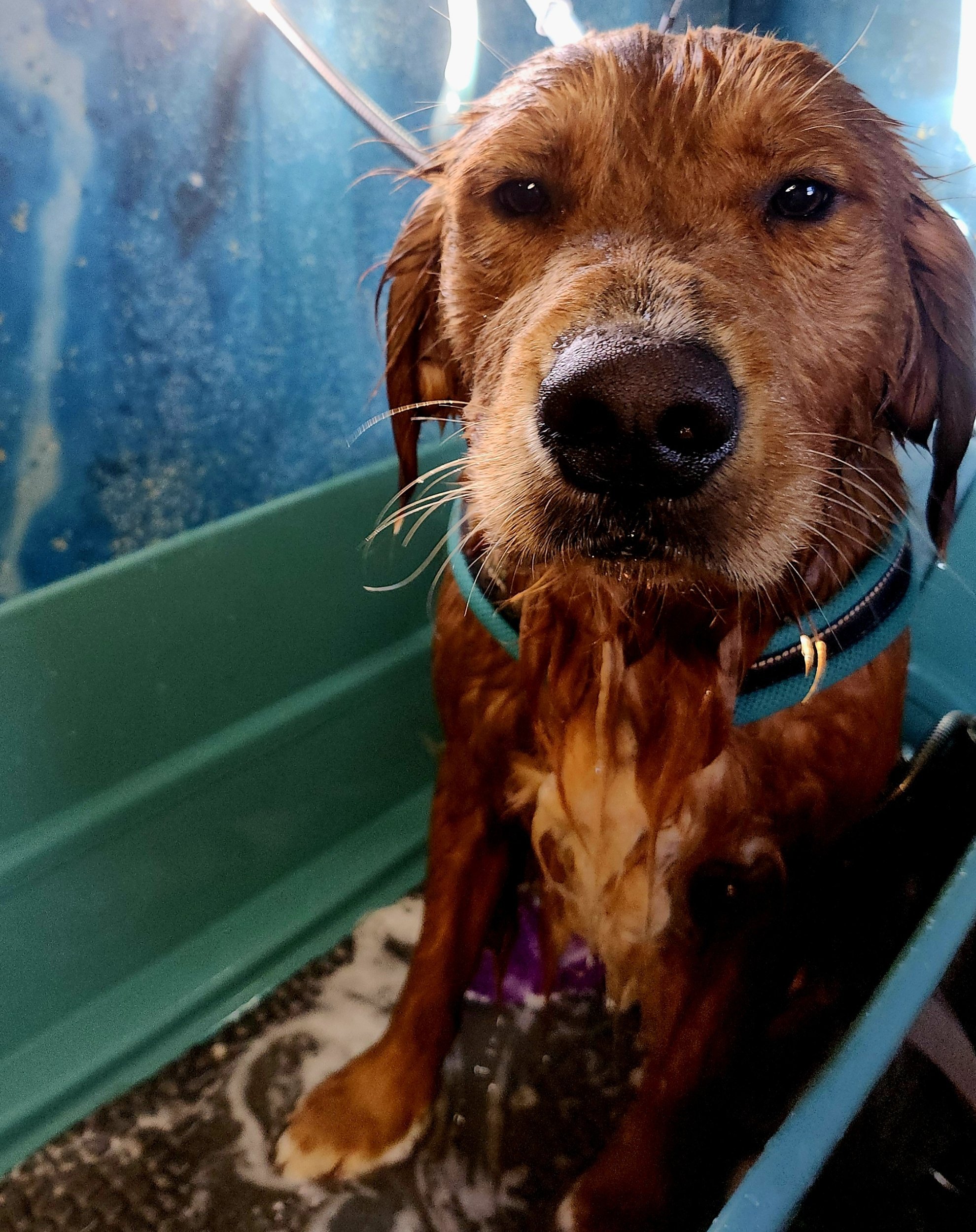 Ticklez Mobile Dog Wash