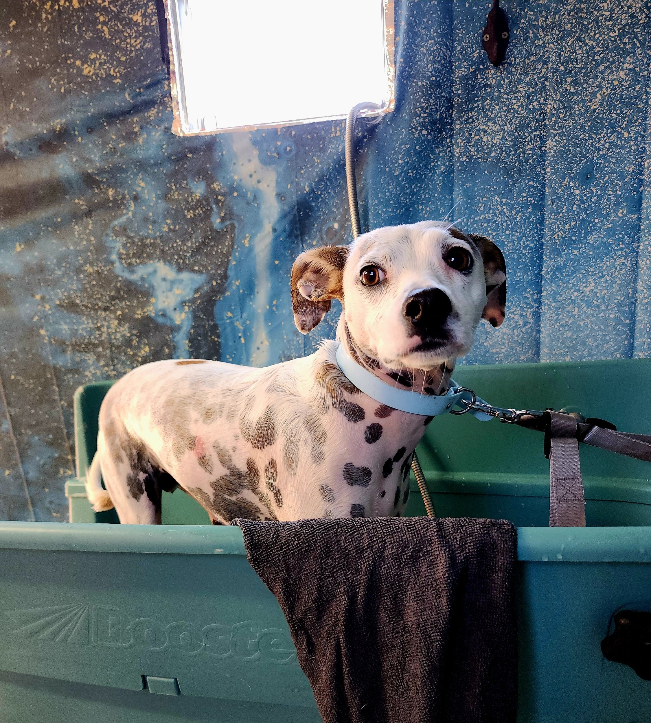 Ticklez Mobile Dog Wash grooming setup