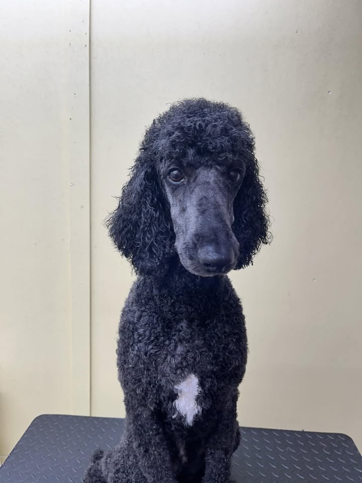 Dog after mobile grooming by Tidy Paws