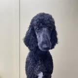 Styled dog by Tidy Paws in Nelsonville