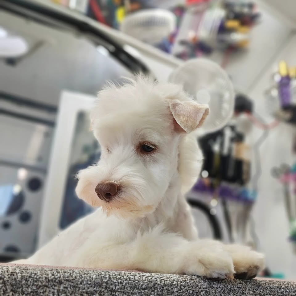 Official Tina's Pet Spa profile photo