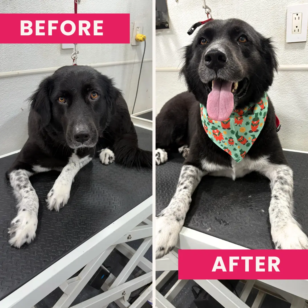 TLC Mobile Pet Grooming gallery image