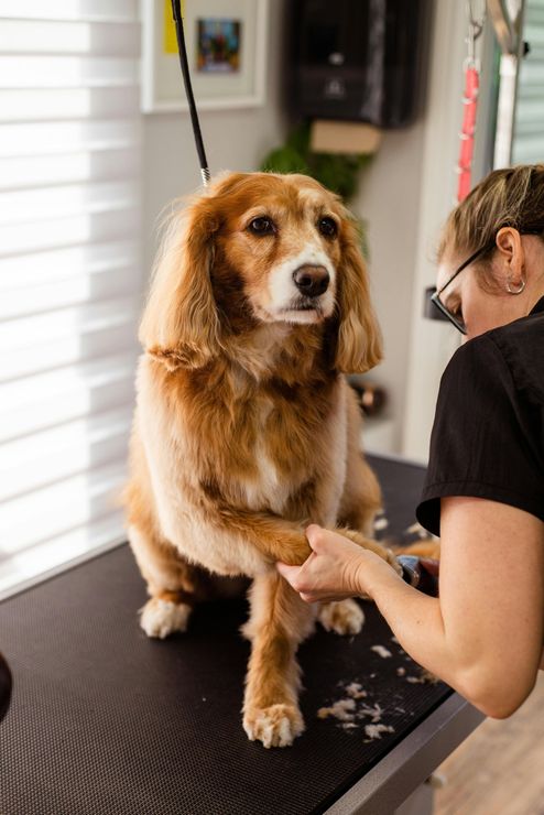 Dog featured in Top Dog Mobile Grooming website slider
