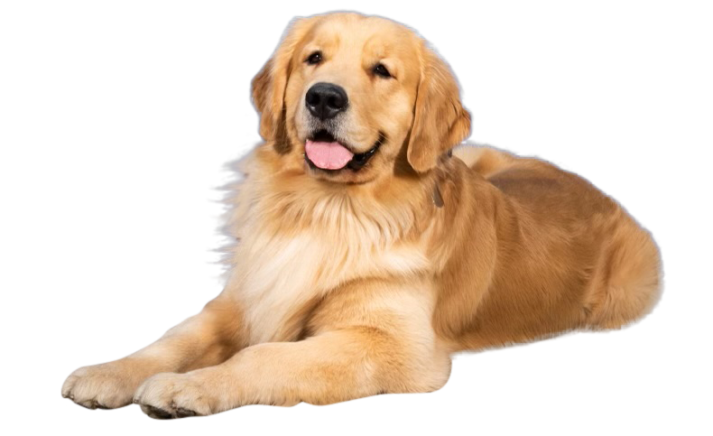 Dog featured on Top Hat N Tails Grooming homepage