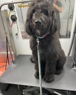 Groomed dog from Top Hat N Tails Grooming gallery