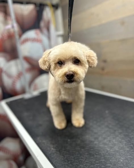 Groomed dog from Top Notch Mobile Grooming