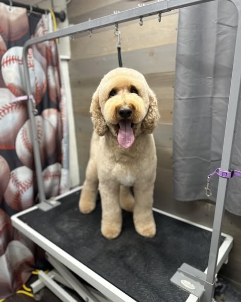 Pet grooming result from Top Notch Mobile Grooming