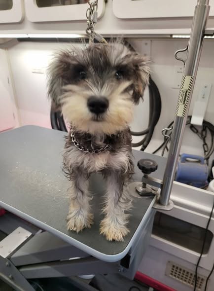 Tracey's Mobile Dog Grooming